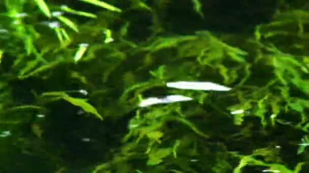 경 엽 성장과 흔들리는 물 아래 — 비디오