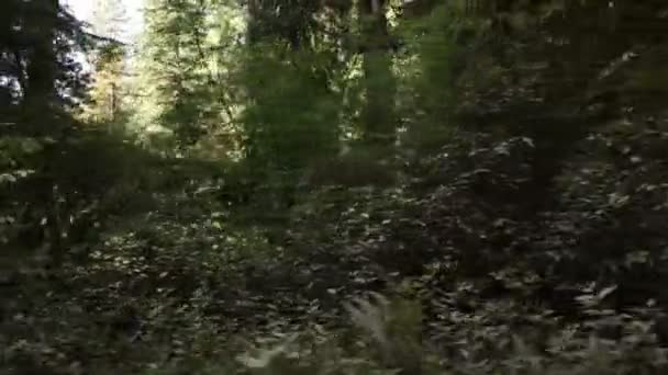 Croissance plus faible de la forêt de pins 