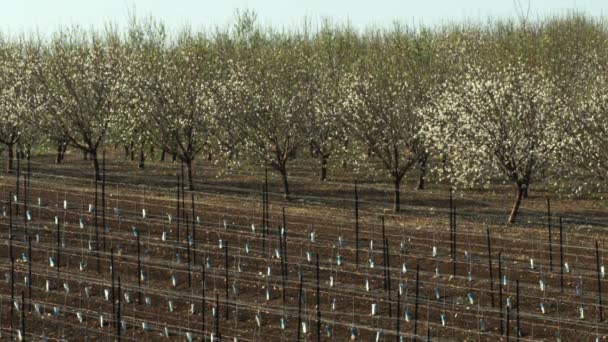 Realeza Stock de Video Gratis Filmación de huertos de almendras filmados en Israel — Vídeos de Stock