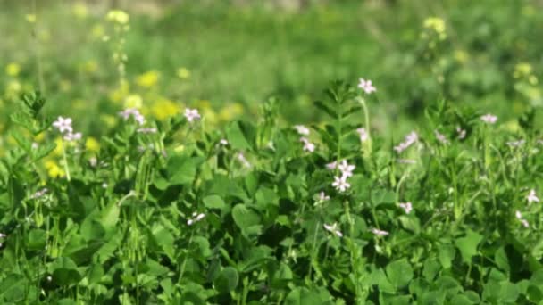 Groene akker landbouwgrond in Noord-Israël met witte bloemige struiken op de voorgrond — Stockvideo