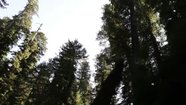 Перемещение через лес секвойи . — стоковое видео