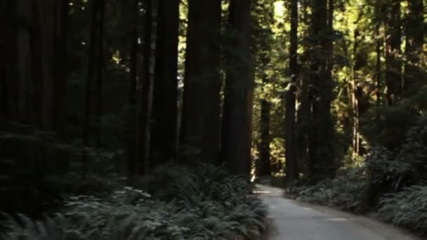 Viajando por el camino oscuro en el bosque de secuoyas — Vídeos de Stock