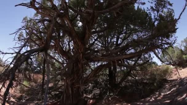 Albero tra le sabbie del deserto rosso — Video Stock