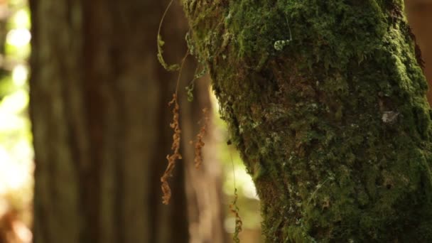 이끼에 덮여 나무 줄기 — 비디오