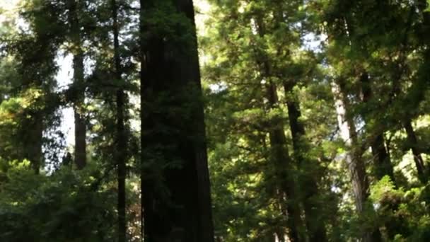 Panorama alrededor del bosque — Vídeo de stock