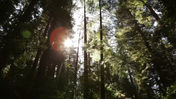 Gran tronco de árbol de secuoyas — Vídeos de Stock