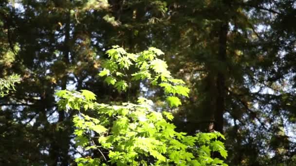 Young Oak Tree Against Dark Forest — Stock Video