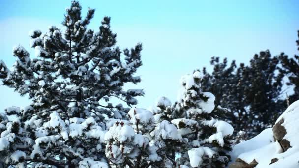 Árboles nevados en Wyoming — Vídeo de stock