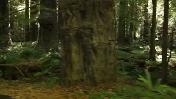 la croissance du sol forestier de fougères 