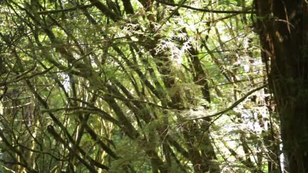 Ramas cubiertas de musgo en un bosque — Vídeo de stock