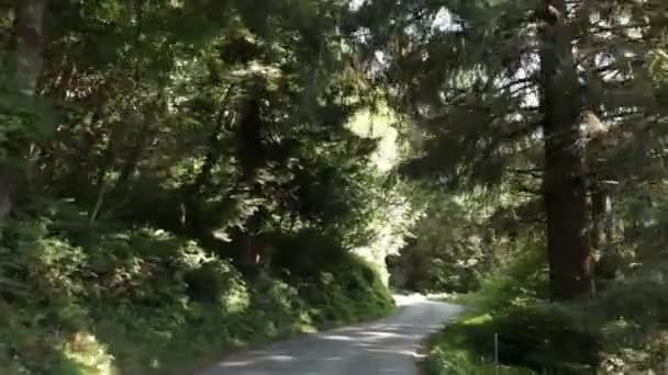Estrada florestal na sombra e no sol — Vídeo de Stock