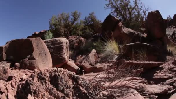 Öken borste och träd i Moab — Stockvideo