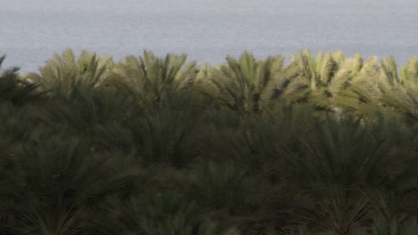 Couronnes de palmiers à la mer Morte en Israël 