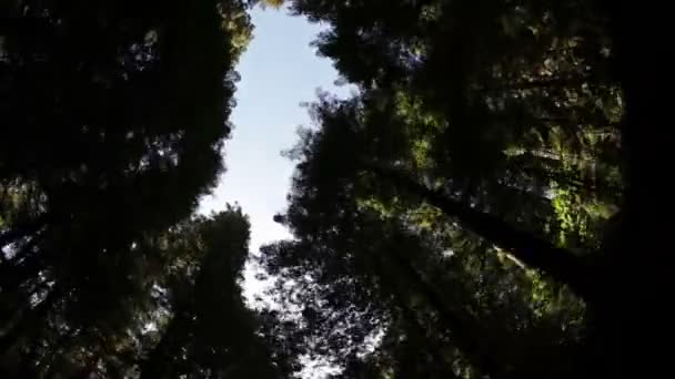 Dennenbomen tegen de hemel — Stockvideo