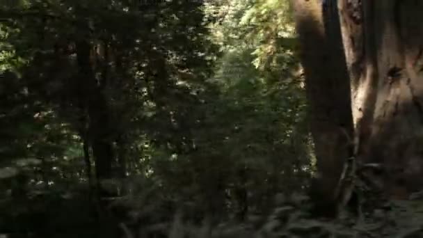 Croissance plus faible dans les forêts de pins 