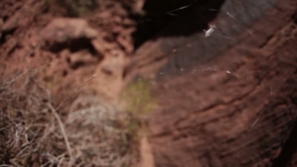 Spindelnät nära marken i Moab — Stockvideo