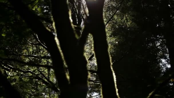 Moss-täckt träd i silhuett — Stockvideo