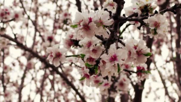 Beyaz ve pembe meyve çiçekleri telif ücretsiz stok Video görüntüleri İsrail'de vurdu — Stok video