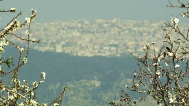 badem dalları esinti sallanan