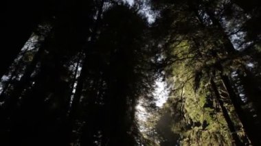 Karanlık ağaçlara karşı parlak güneş