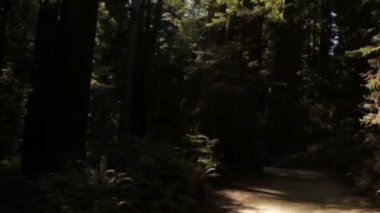 Redwood ormandaki karanlık yolda seyahat