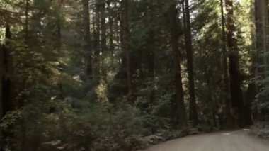 Kızılağaç ormanında sürüş