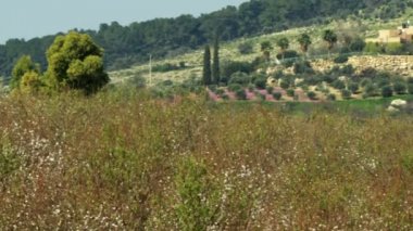 İsrail'de vurdu ve badem bir meyve bahçesi telif ücretsiz stok Video görüntüleri Panoraması