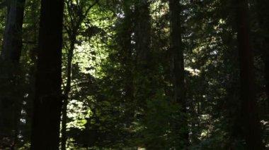 bir ormandaki gölgeli ağaçlar