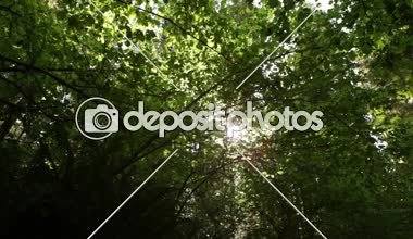 Güneş yaprakları ve dalları ile breaking