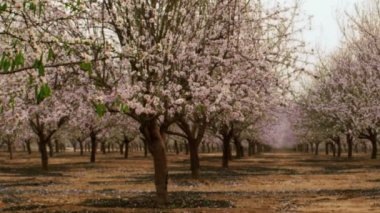 Çiçek açan orchard İsrail'de vurdu