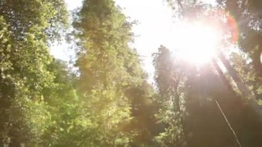 Uzun boylu çam ağaçları güneşin