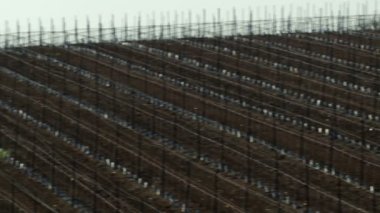 İsrail'de telif ücretsiz stok Video görüntüleri Panoraması badem bahçelerinde vurdu