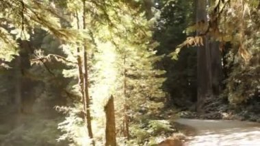 Redwood ormandaki asfalt yol aşağı sürüş