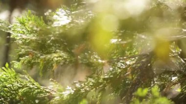 Çam ağacı dalları