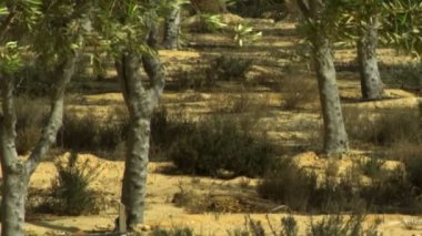 İsrail'de telif ücretsiz stok Video görüntüleri bir meyve bahçesi vaha vurdu