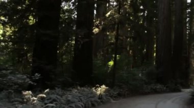 Redwood ormandaki karanlık yolda gidiyor