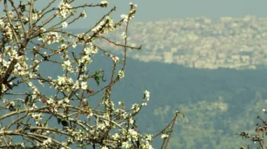 badem dalları esinti sallanan