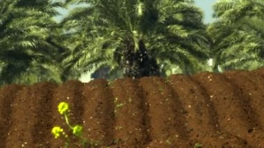 Arka planda bir palmiye ormanı ile taze buluklu toprak