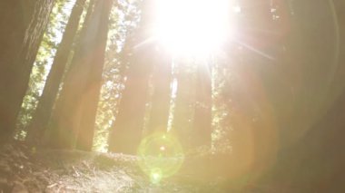 Çam ağaçlarının arasından güneş doğuyor