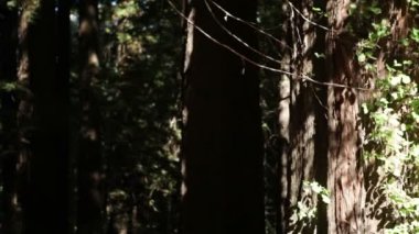 Gölgeli orman ve güneşli ağaç