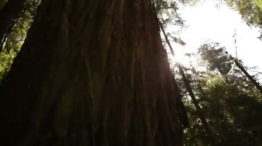 Güneşe karşı uzun çam ağaçları