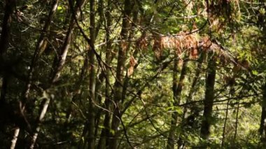 İnce Ağaçların Kalın Korusu