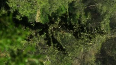 İsrail'de telif ücretsiz stok Video görüntülerini Orman ağaçları vurdu