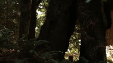 Geniş ağaçlar çifti