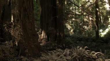 Sekoya ormanı kat büyüme