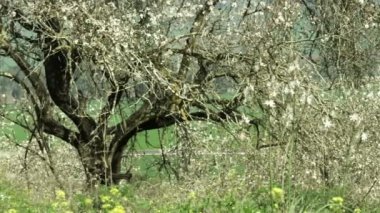 Beyaz çiçekli yeşil çalılar, eski bir Badem ağacı ile soldan sağa Pan