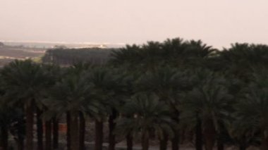 İsrail'de Ölü Deniz'de bir palmiye korupanoraması