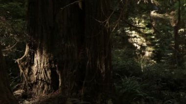 Büyük, sekoya ağacı Kasalar