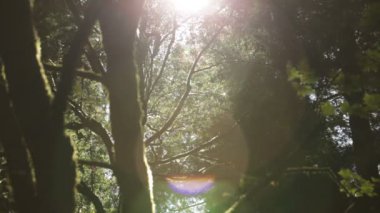 Güneş ağaçların arasından kırma