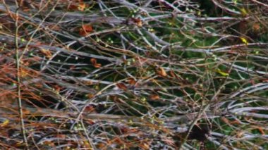 İsrail'de telif Banias Creek, ücretsiz stok Video görüntüleri bitki örtüsü vurdu